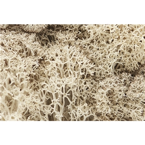 L166 Natural Lichen (image for) L166 Natural Lichen